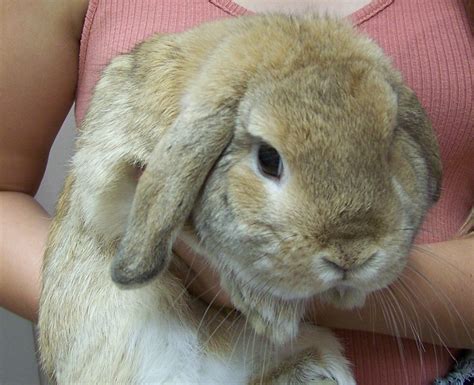 Small Animal Care | www.hollybankanimalhospital.ca