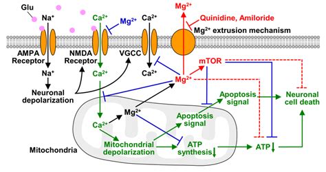 Nutrients | Free Full-Text | Inhibition of Mg2+ Extrusion Attenuates Glutamate Excitotoxicity in ...