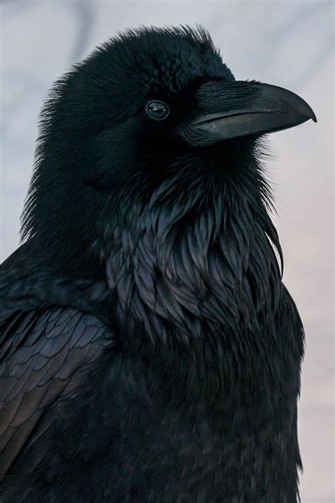 Common Raven, Glacier Nat'l Park, Montana, USA photo via: National Park ...