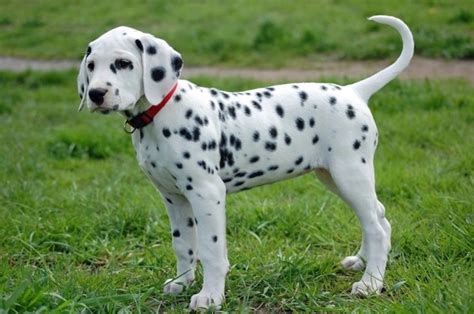 Dalmatian Dogs Breed - Information, Temperament, Size & Price | Pets4Homes