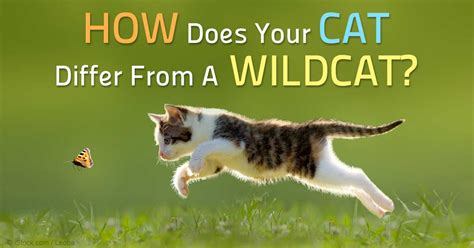 The Gap Between Domesticated Cats and Wild Cats