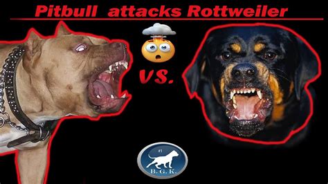 Dog Rottweiler Attack