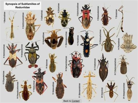 An Illustrated Identification Key to Assassin Bug Subfamilies and Tribes (Hemiptera: Reduviidae ...