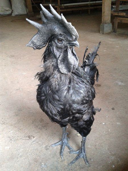 Ayam Cemani (Indonesian breed; literal translation: Black Chicken) | Chickens backyard, Fancy ...