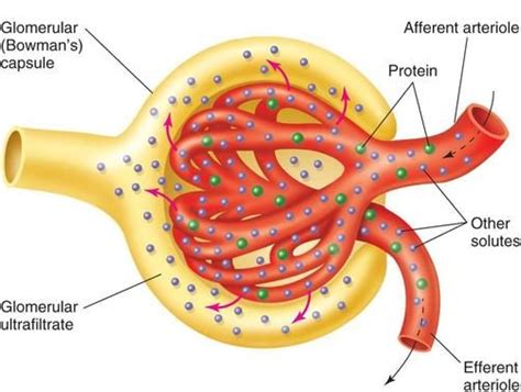 Glomerular filtration: shown is the bowmans capsule (yellow) and the glomerulus (red). This ...