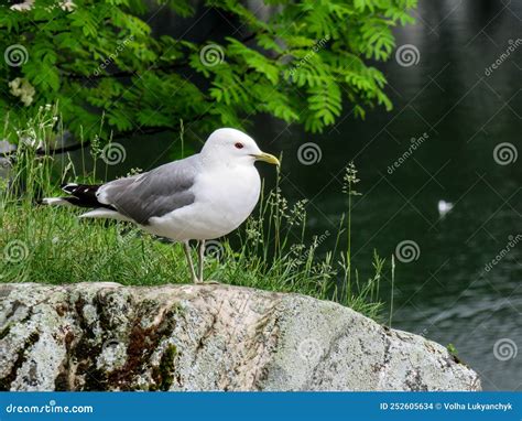 Gray Gull in Natural Habitat Stock Photo - Image of beautiful, bird ...