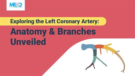 Exploring the Left Coronary Artery: Anatomy & Branches Unveiled - YouTube