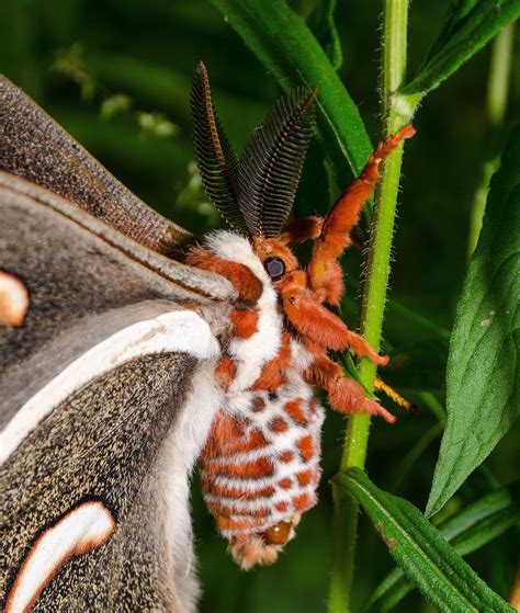 On the Subject of Nature: Cecropia Moth