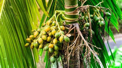 How to Grow and Care for Areca Palm (Indoors + Outdoors) - 2023