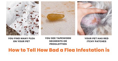 How to Tell How Bad a Flea Infestation is: Quick and Easy Guide!