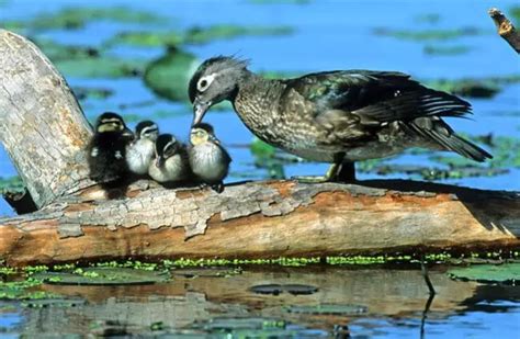 Wood Duck - Description, Habitat, Image, Diet, and Interesting Facts