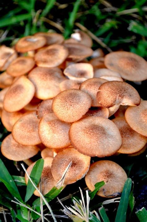 Wild mushrooms. Beaumont, Texas. #nature #mushrooms #plants #texas # ...