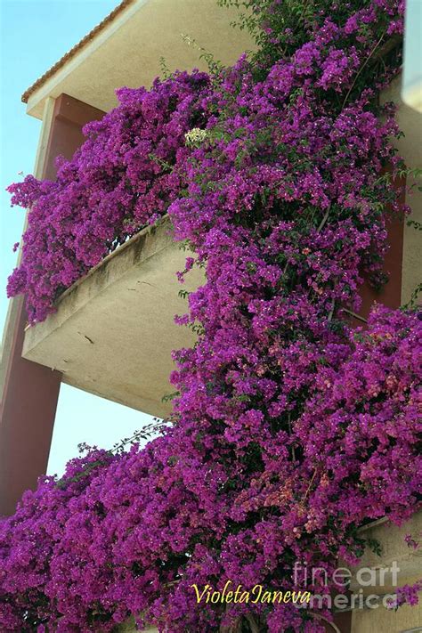 Capri, Italy Bougainvillea Photograph by Violeta Ianeva - Fine Art America