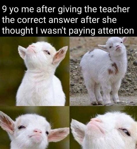 Now back to sleeping | /r/memes | Smug Goat | Know Your Meme