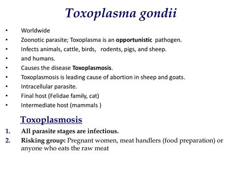 Toxoplasma gondii