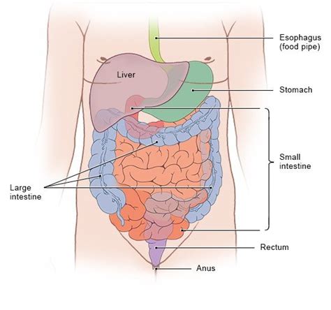 How does the intestine work? | informedhealth.org