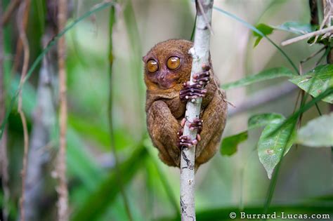 Philippine Tarsier - Burrard-Lucas Photography