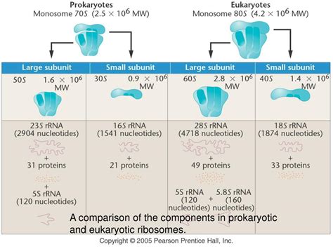 PPT - A comparison of the components in prokaryotic and eukaryotic ribosomes. PowerPoint ...