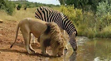 Lion and zebra sip water from same pond… [Amazing Photo of the Day ...