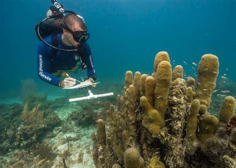 A Manager's Guide to Coral Reef Restoration Planning and Design | ICRI