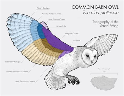 Owl, Owls drawing, Barn owl