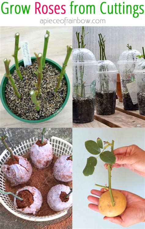 Grow Roses from Cuttings: 2 Best Ways to Propagate! - A Piece Of Rainbow