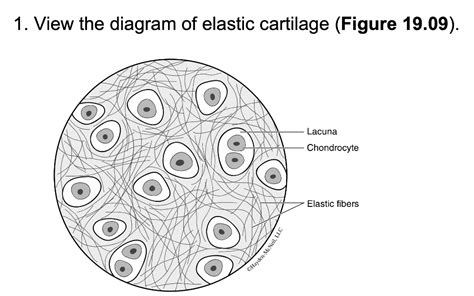 Solved 1. View the diagram of elastic cartilage (Figure | Chegg.com