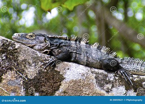 Black Iguana On Camouflage, Close-up Stock Image - Image: 20059621