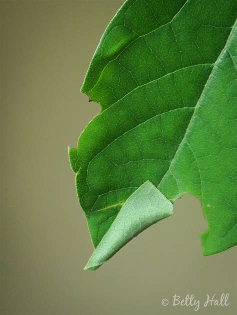 Spicebush and caterpillars - Betty Hall Photography