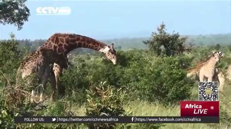 Kenya wildlife flee fighting to seek sanctuary in Somalia - YouTube