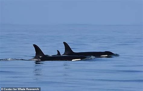 Killer whale Tahlequah 'who mourned her dead calf for 17 DAYS' gives birth | Daily Mail Online