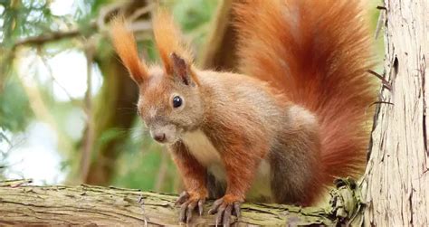 Squirrel Lifespan: How Long Do Squirrels Live? (7 Examples) | Beyond The Treat