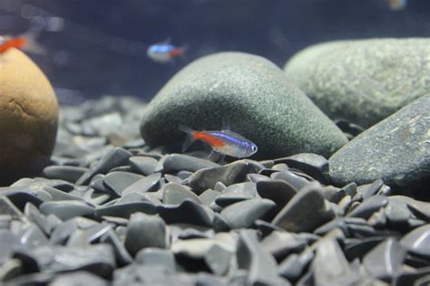 5 Best Rocks to Have in Your Aquarium