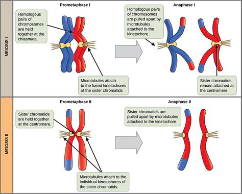 Difference Between Metaphase 1 and 2 | Compare the Difference Between ...