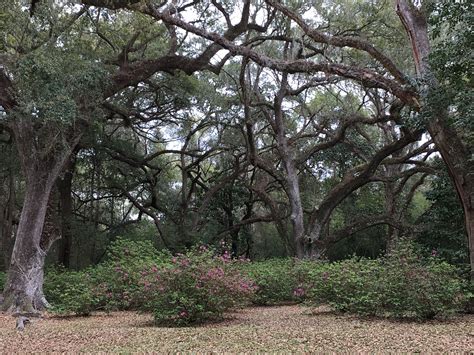 Avery Island's Jungle Gardens is an amazing 3 mile tour over a 170 acre paradise! | Jungle ...