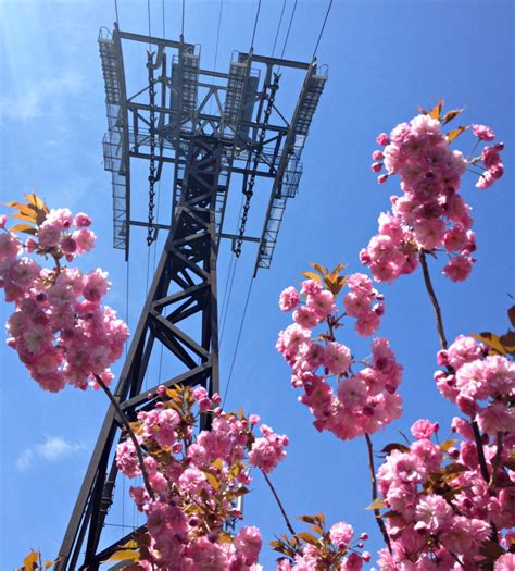 Roosevelt Island Cherry Blossoms: Prettiest Pink in NYC