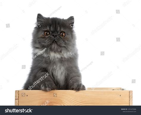 Cute Black Smoke Persian Cat Kitten Stock Photo 1291679386 | Shutterstock