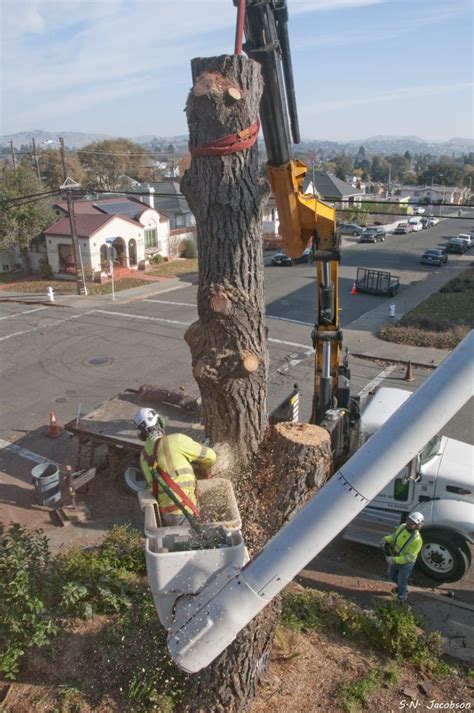 Tree Removal | Traverso Tree Service