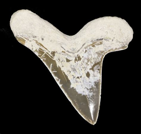 1.67" Cretaceous Cretoxyrhina Shark Tooth - Kansas For Sale (#31642) - FossilEra.com