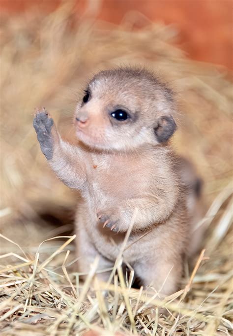 Zoo Miami welcomes meerkat pups for the first time | WFLA | Baby meerkat, Cute baby animals ...