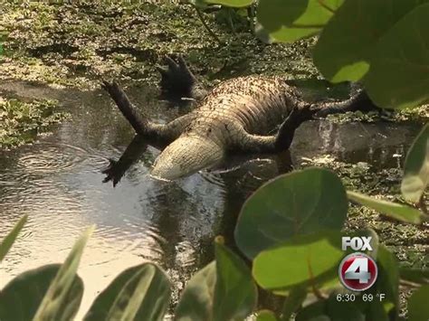 Dead alligator causing stink in San Carlos Park