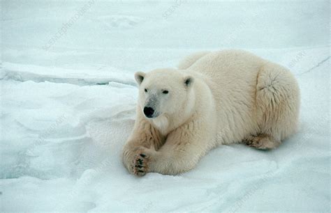 Polar Bear (Ursus maritimus) - Stock Image - Z927/0218 - Science Photo Library