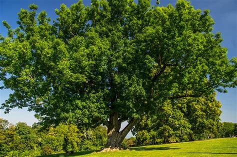 Ash Tree Symbolism: Healing, Protection & Creativity