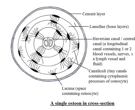 What is the structure and function of the compact bone? | Socratic