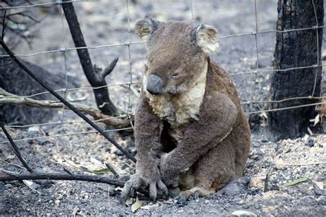 Report estimates 480 million animals have been killed in Australia ...