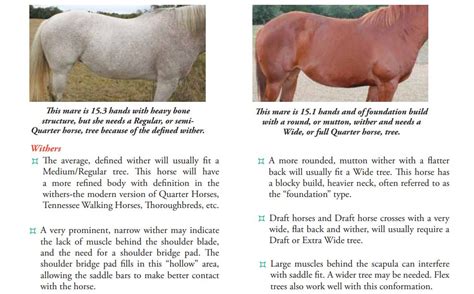 Saddle Fitting Guide (CIRCLE Y) – Country Scene Saddlery and Pet Supplies