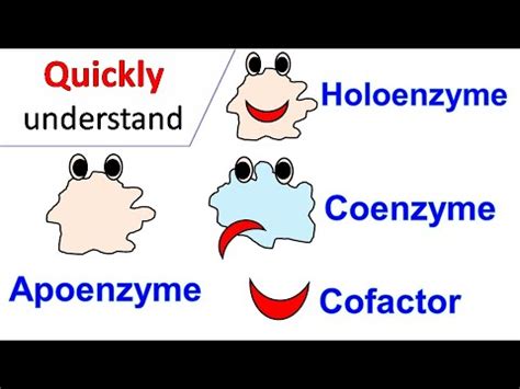 Holoenzyme: characteristics, functions and examples - science - 2024