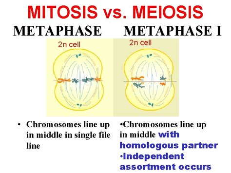 MEIOSIS Genetics Slide show modified from Kelly Riedell