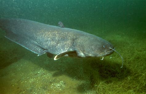 Wels catfish - Wikipedia