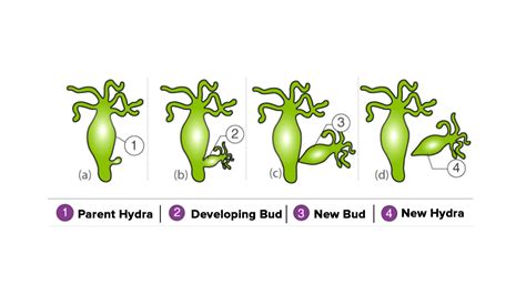 How To Draw Budding In Hydra Labelled Diagram Asexual Reproduction ...